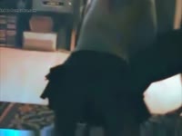 Sexy lady got fucked doggystyle in animal sex